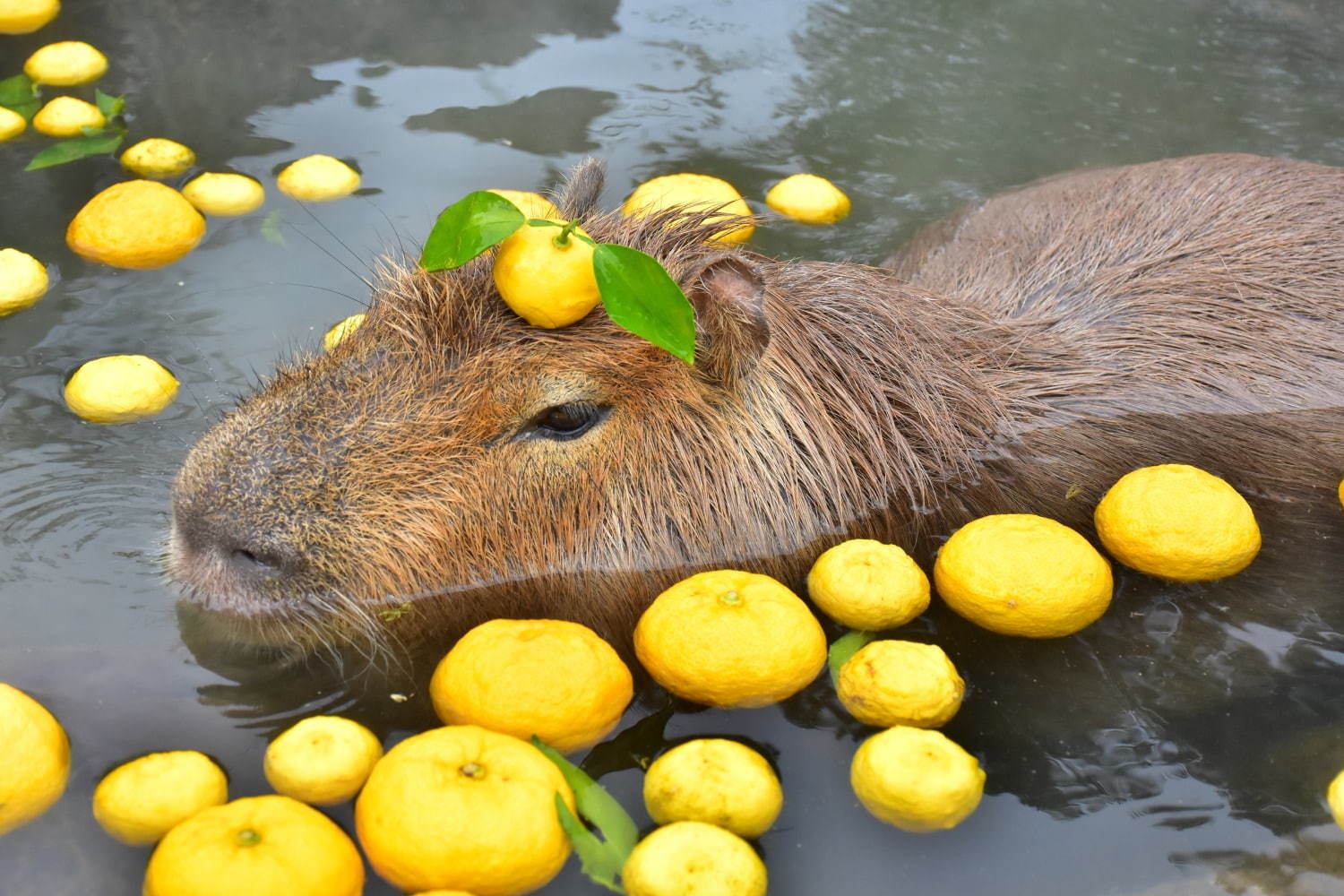 「元祖カピバラの露天風呂」伊豆シャボテン動物公園で、カピバラがお風呂につかる癒し系イベント｜写真6