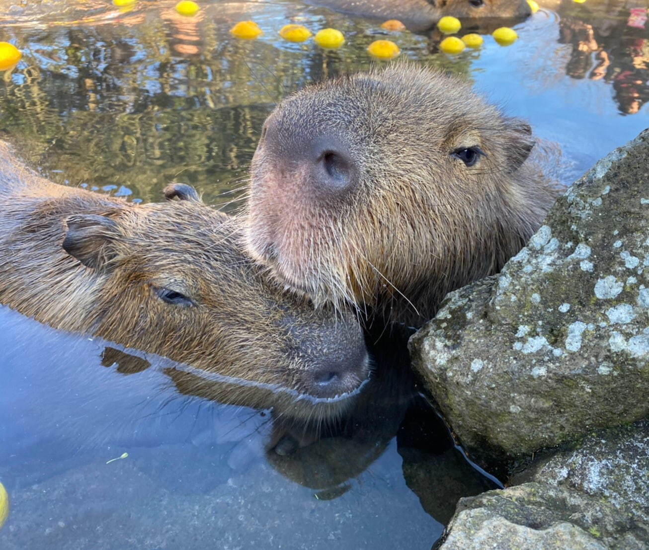 「元祖カピバラの露天風呂」伊豆シャボテン動物公園で、カピバラがお風呂につかる癒し系イベント｜写真2