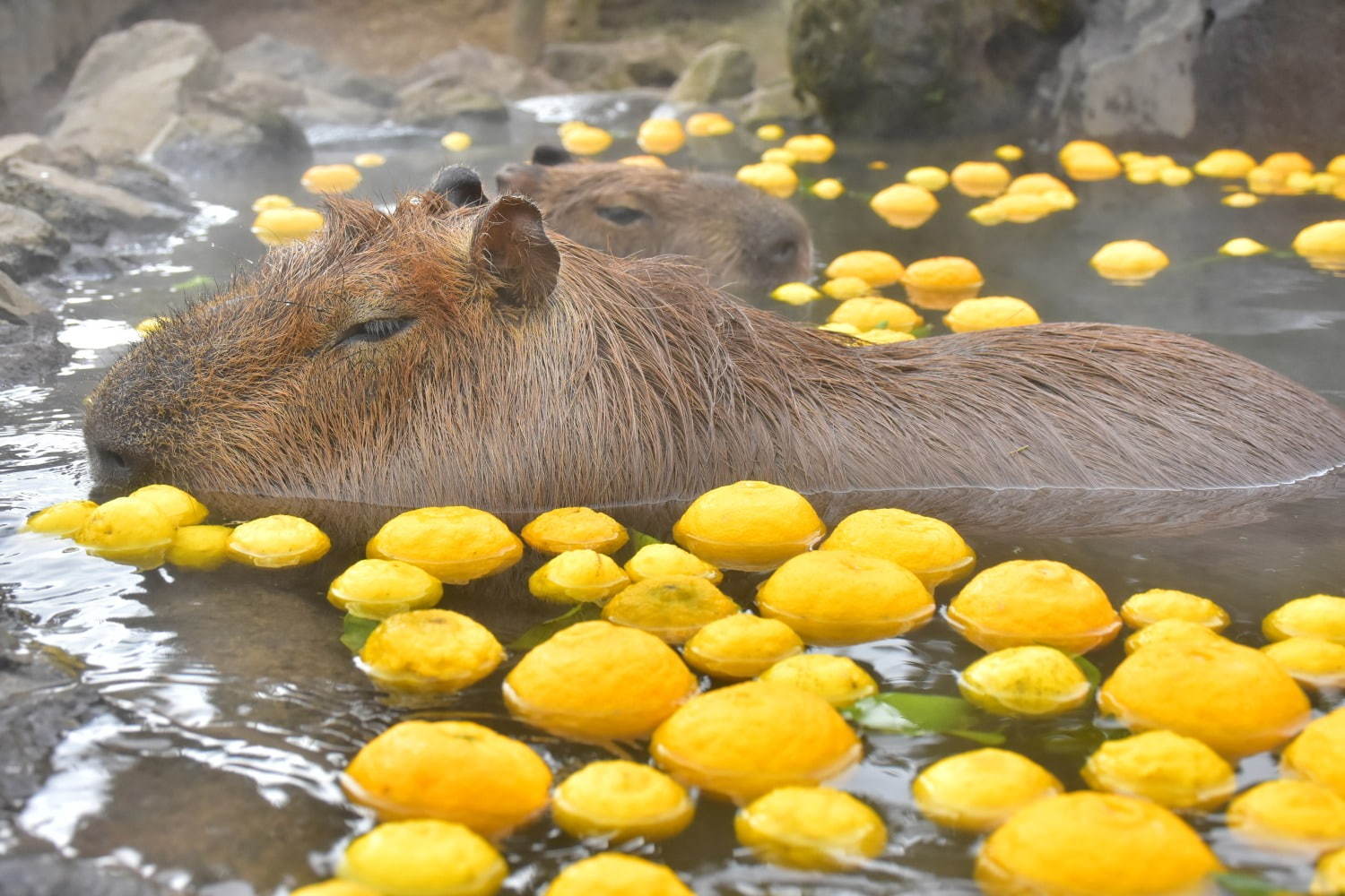 「元祖カピバラの露天風呂」伊豆シャボテン動物公園で、カピバラがお風呂につかる癒し系イベント｜写真8