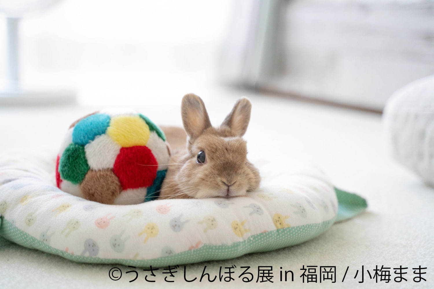 うさぎの合同写真＆物販展「うさぎしんぼる展」福岡初上陸、うさぎグッズなど福岡パルコで販売｜写真13