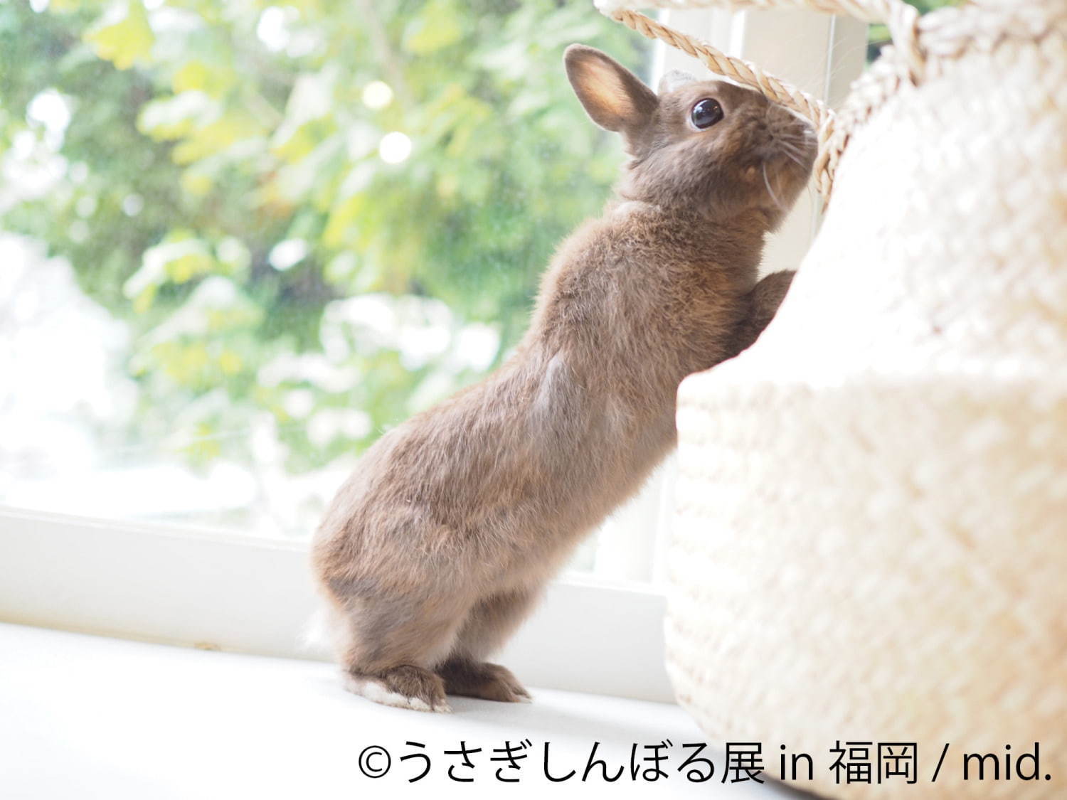 うさぎの合同写真＆物販展「うさぎしんぼる展」福岡初上陸、うさぎグッズなど福岡パルコで販売｜写真1