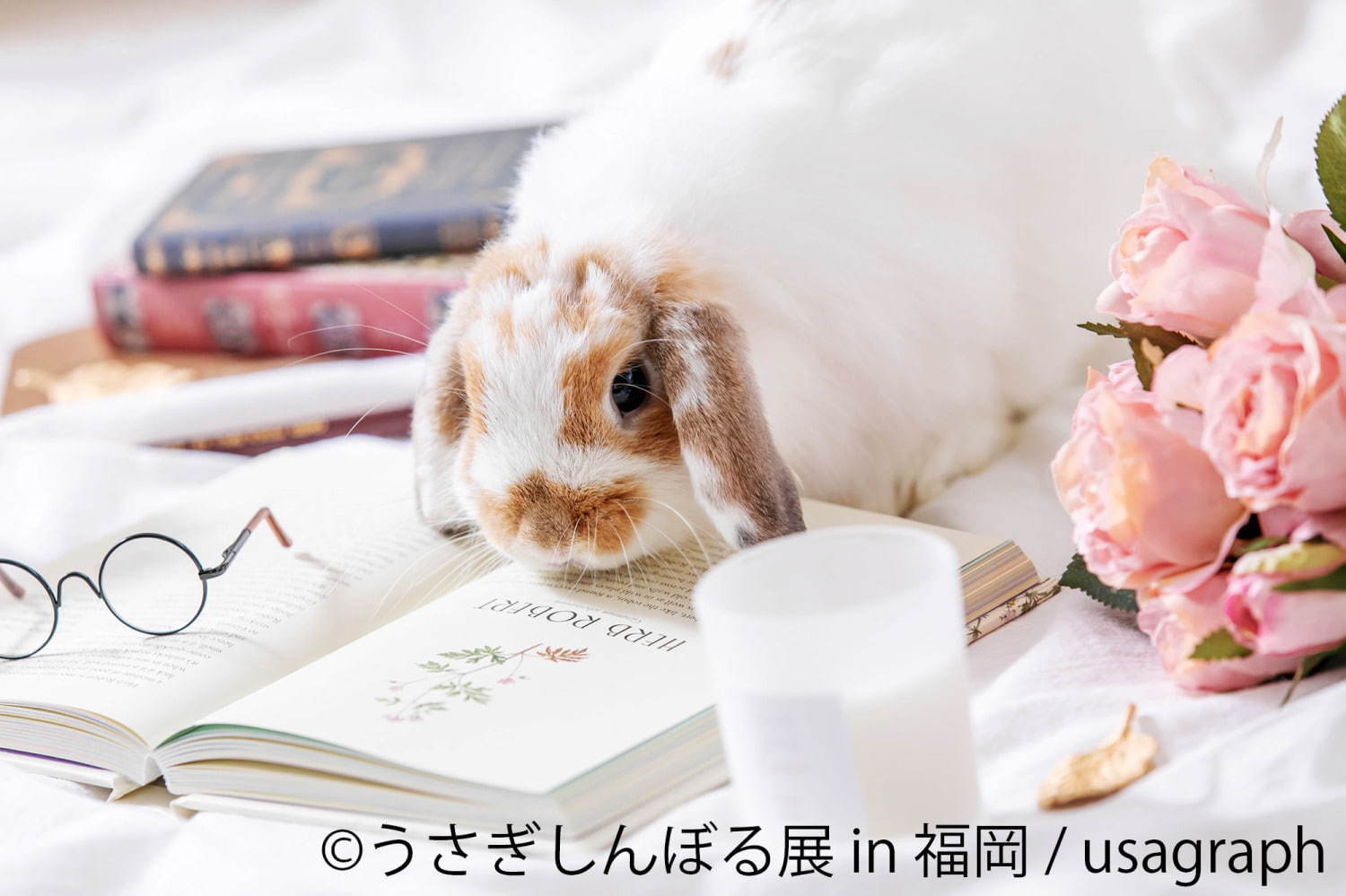 うさぎの合同写真＆物販展「うさぎしんぼる展」福岡初上陸、うさぎグッズなど福岡パルコで販売｜写真6