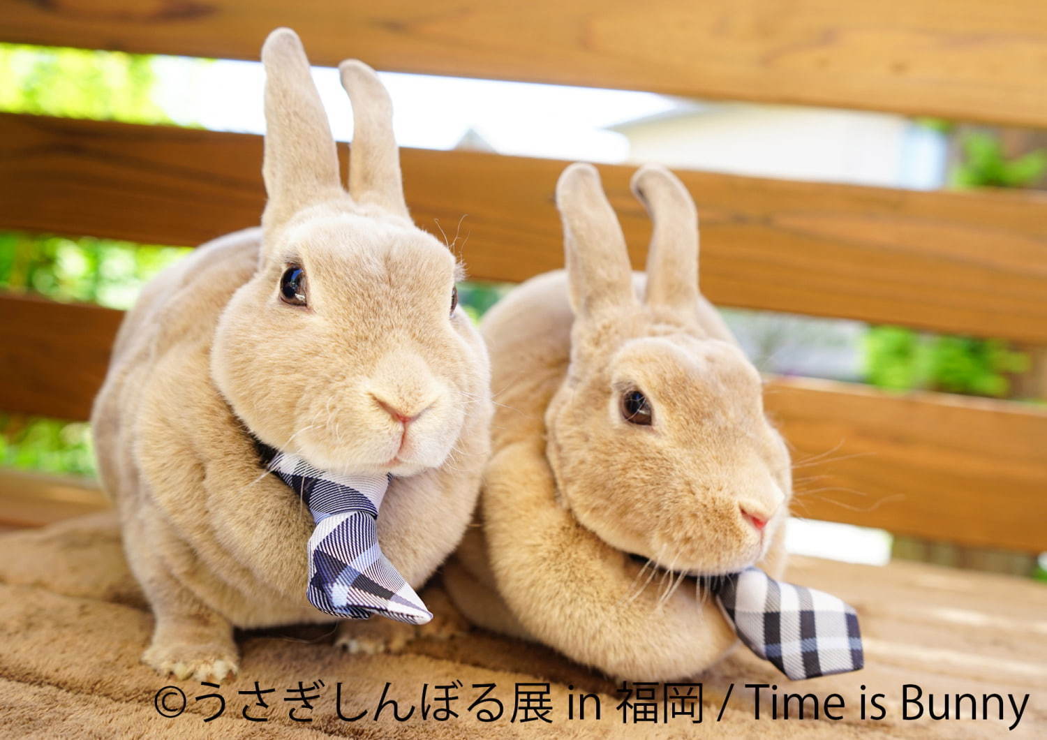 うさぎの合同写真＆物販展「うさぎしんぼる展」福岡初上陸、うさぎグッズなど福岡パルコで販売｜写真4