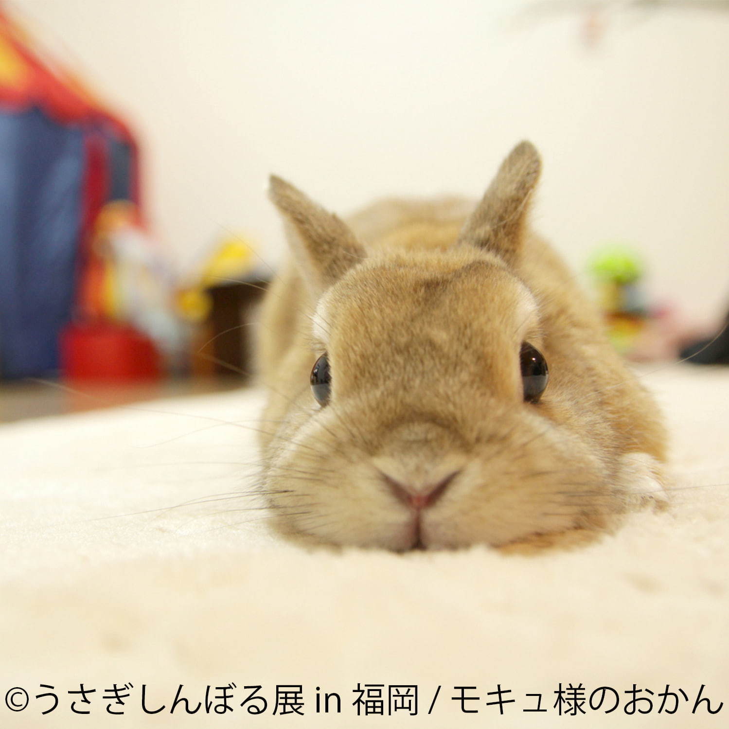 うさぎの合同写真＆物販展「うさぎしんぼる展」福岡初上陸、うさぎグッズなど福岡パルコで販売｜写真11