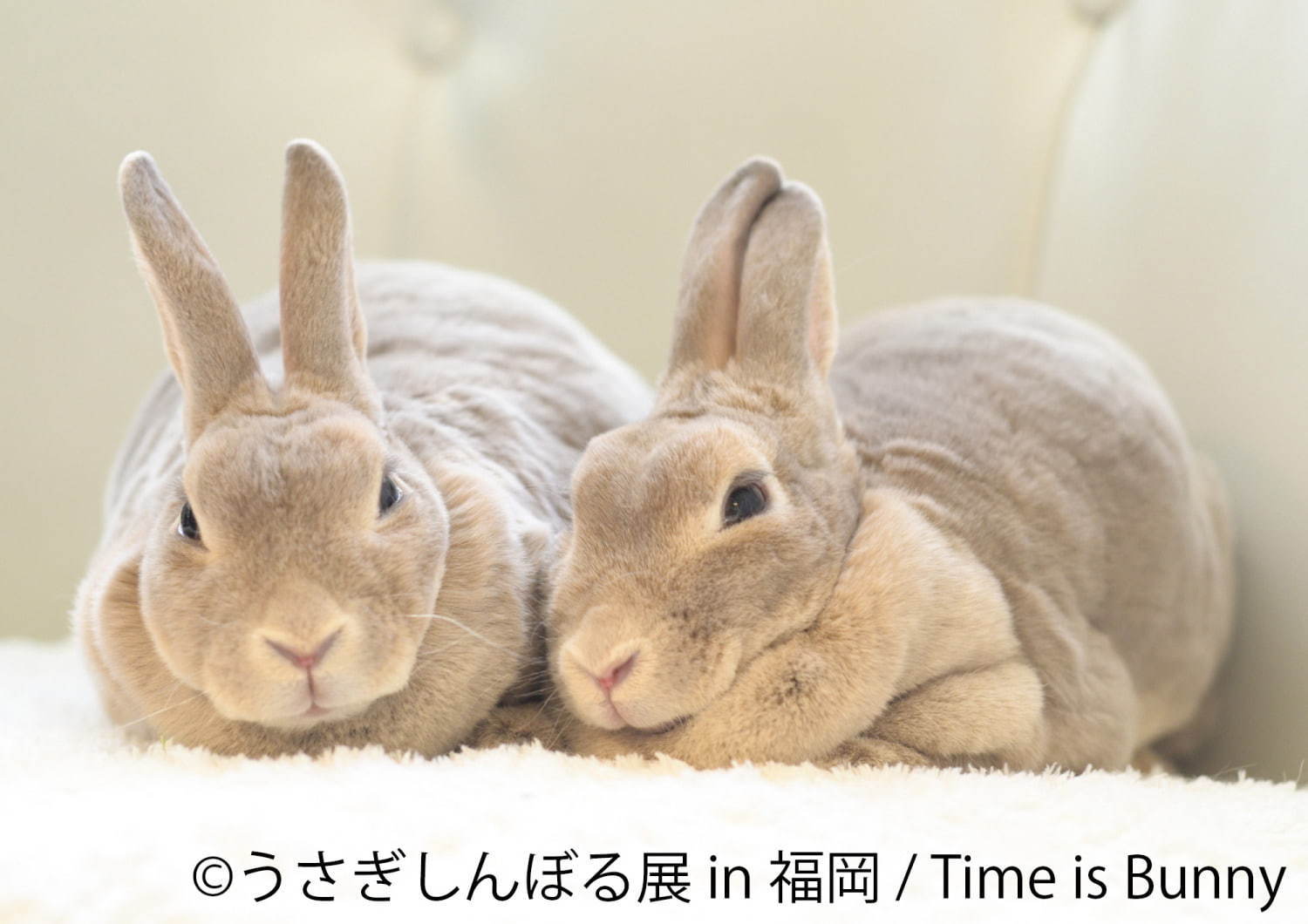 うさぎの合同写真 物販展 うさぎしんぼる展 福岡初上陸 うさぎグッズなど福岡パルコで販売 ファッションプレス うさぎの合同写真 物販展 うさぎしんぼる展 福岡初上陸 うさぎグッズなど福岡パルコで販売 ファッションプレス