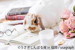 うさぎの合同写真＆物販展「うさぎしんぼる展」福岡初上陸、うさぎグッズなど福岡パルコで販売｜写真6