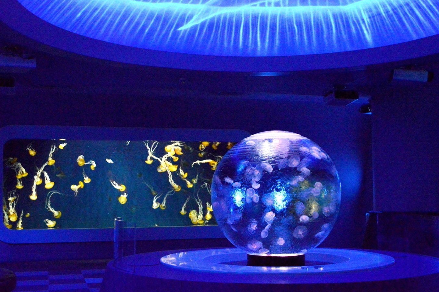 江の島｜新江ノ島水族館の冬イベント「ジュエリウム」宝石の透明感・色彩・輝きを表現した展示＆演出