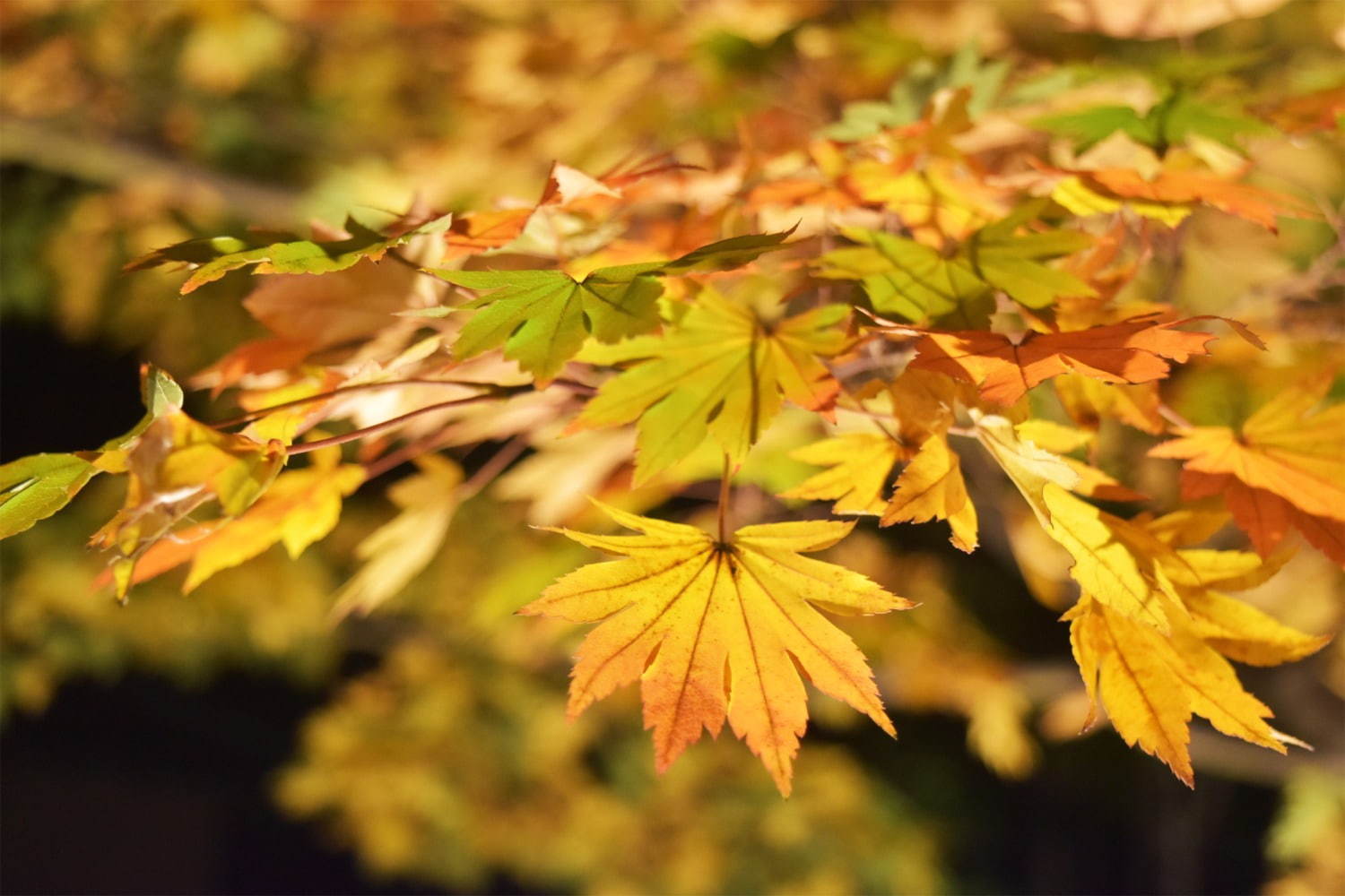 “秋の紅葉ライトアップ”が東京・国営昭和記念公園で、イチョウ並木＆日本庭園に美しい光の演出｜写真3