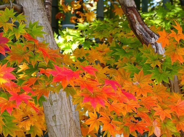 “秋の紅葉ライトアップ”が東京・国営昭和記念公園で、イチョウ並木＆日本庭園に美しい光の演出｜写真8