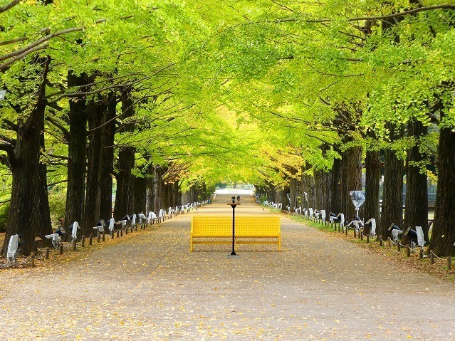 “秋の紅葉ライトアップ”が東京・国営昭和記念公園で、イチョウ並木＆日本庭園に美しい光の演出｜写真9