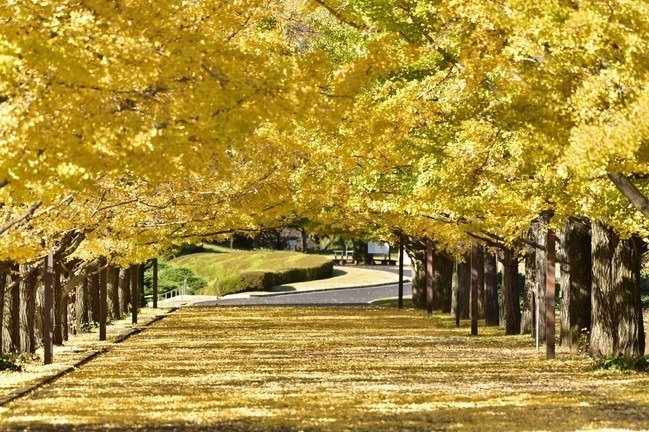 秋の紅葉ライトアップ が東京 国営昭和記念公園で イチョウ並木 日本庭園に美しい光の演出 ファッションプレス