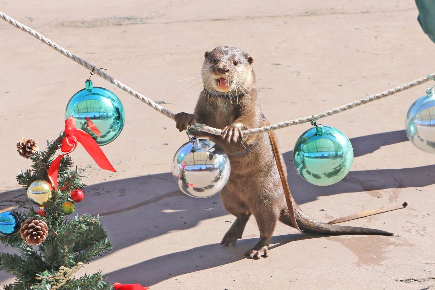 横浜・八景島シーパラダイスのクリスマス、5万尾のイワシ大群が舞う幻想的なショーやペンギンパレードなど｜写真7