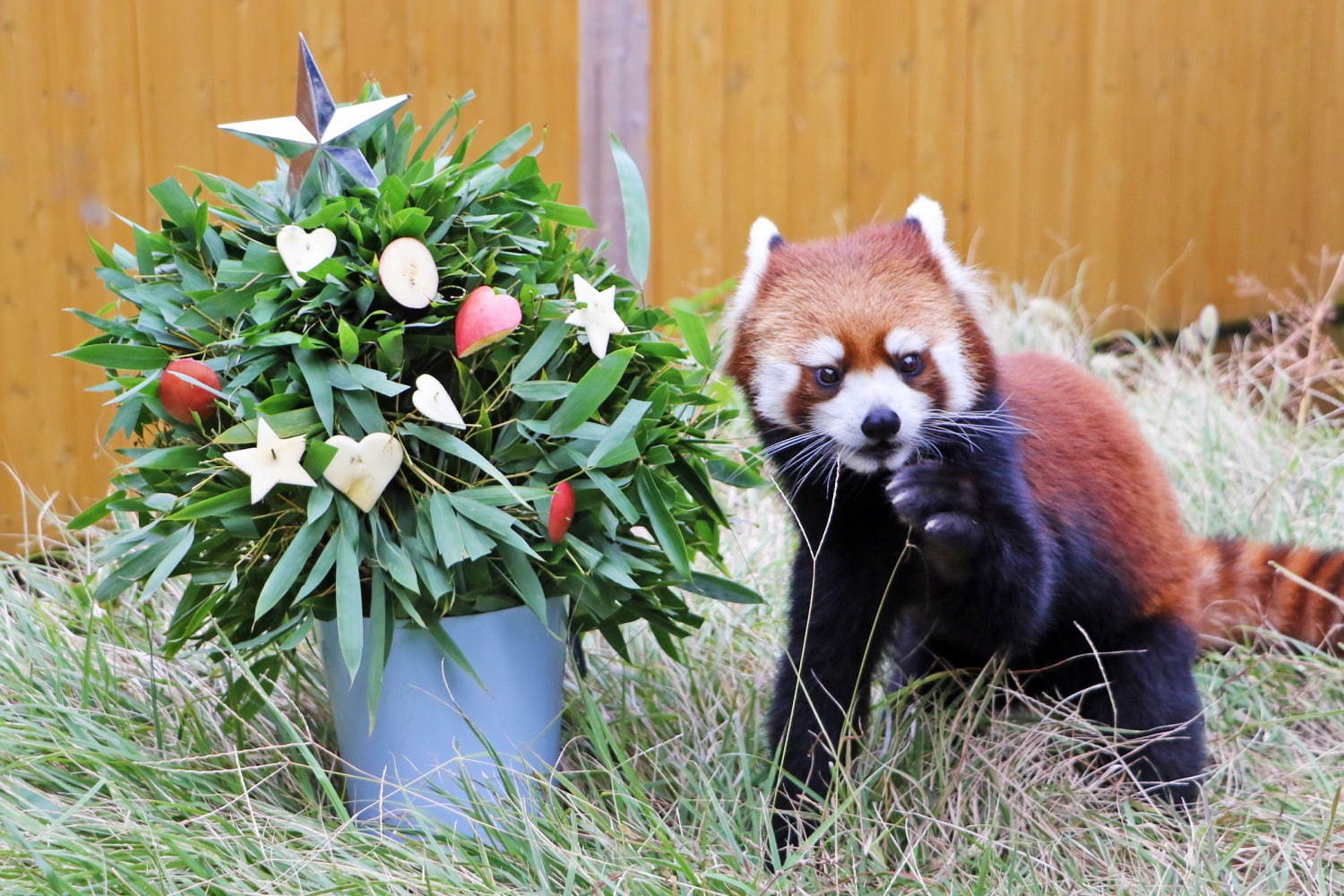 横浜・八景島シーパラダイスのクリスマス、5万尾のイワシ大群が舞う幻想的なショーやペンギンパレードなど｜写真4