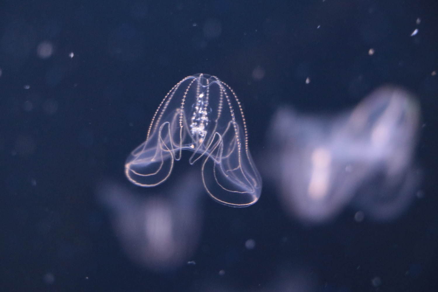 関東最大級のミズクラゲ展示が「アクアワールド茨城県大洗水族館」で、夜限定イルカショーも｜写真7