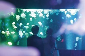 京都水族館の冬イベント クラゲ15種を象ったガラスランプの光の空間 幻想的なクラゲの映像演出も ファッションプレス 京都水族館の冬イベント クラゲ15種を象ったガラスランプの光の空間 幻想的なクラゲの映像演出も ファッションプレス