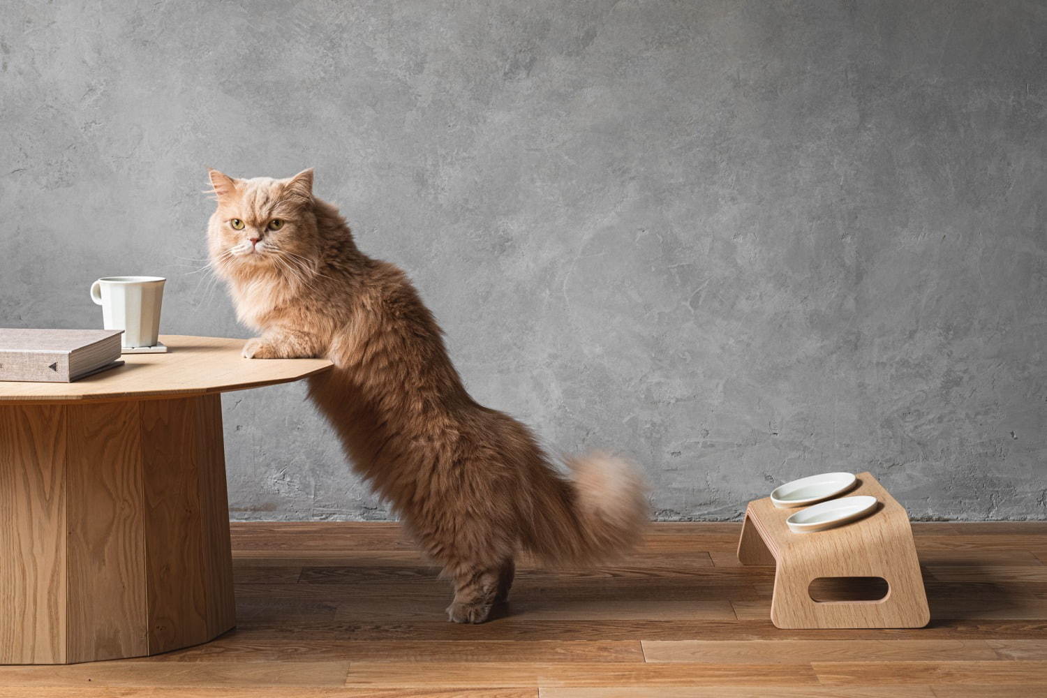 猫用木製家具ブランド「カリモクキャット」“猫が心地よく食事できる”キャットテーブル新登場｜写真7