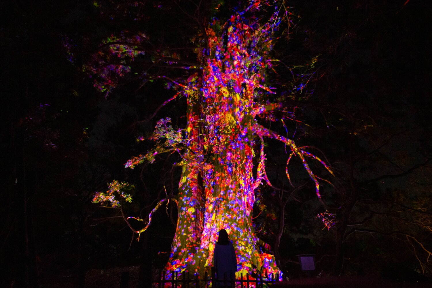 増殖する生命の巨木 - 太郎杉 / Ever Blossoming Life Tree - Giant Taro Cedar
teamLab, 2021, Digitized Nature, Sound: Hideaki Takahashi
