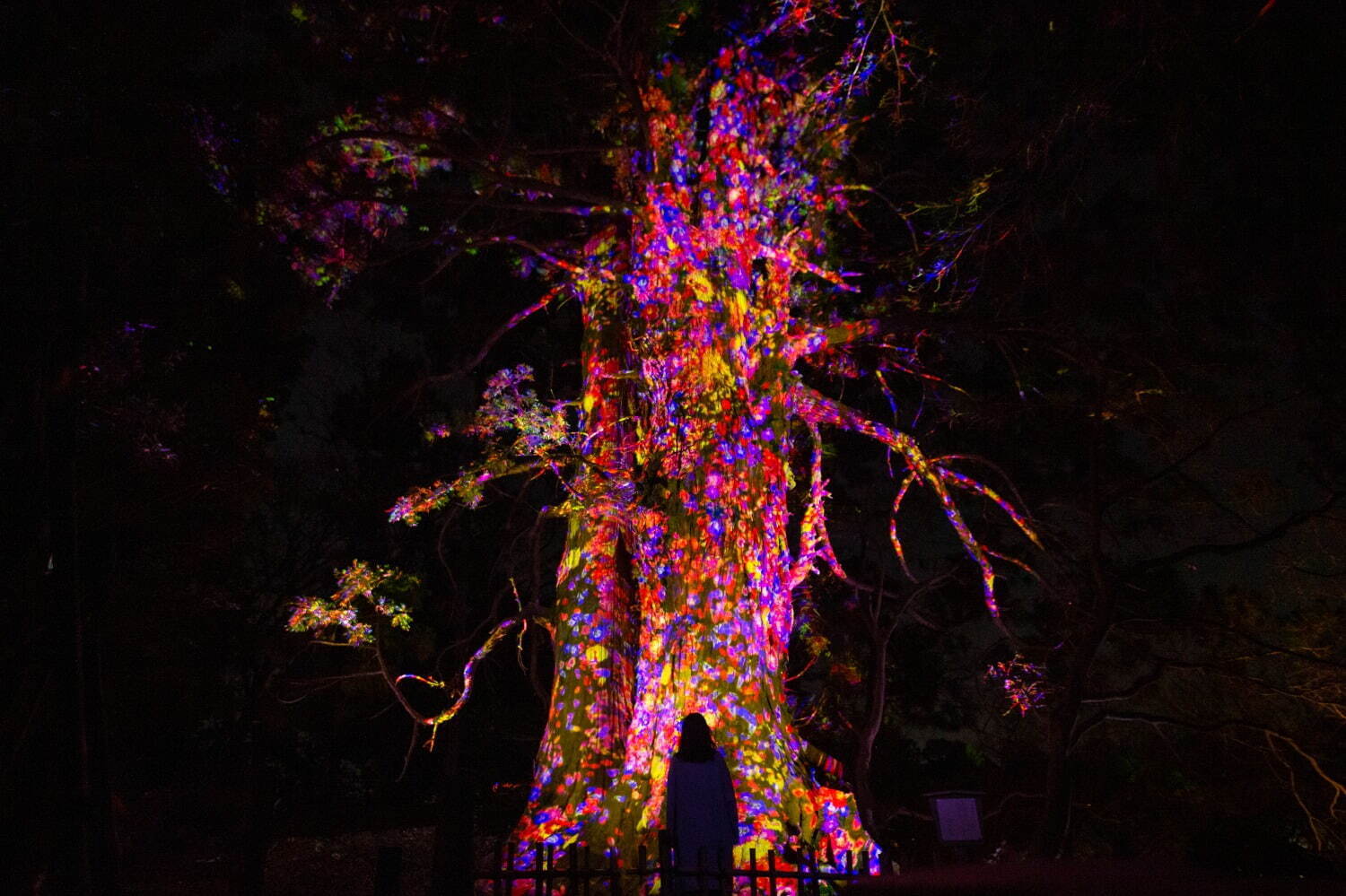 増殖する生命の巨木 - 太郎杉 / Ever Blossoming Life Tree - Giant Taro Cedar
teamLab, 2021, Digitized Nature, Sound: Hideaki Takahashi