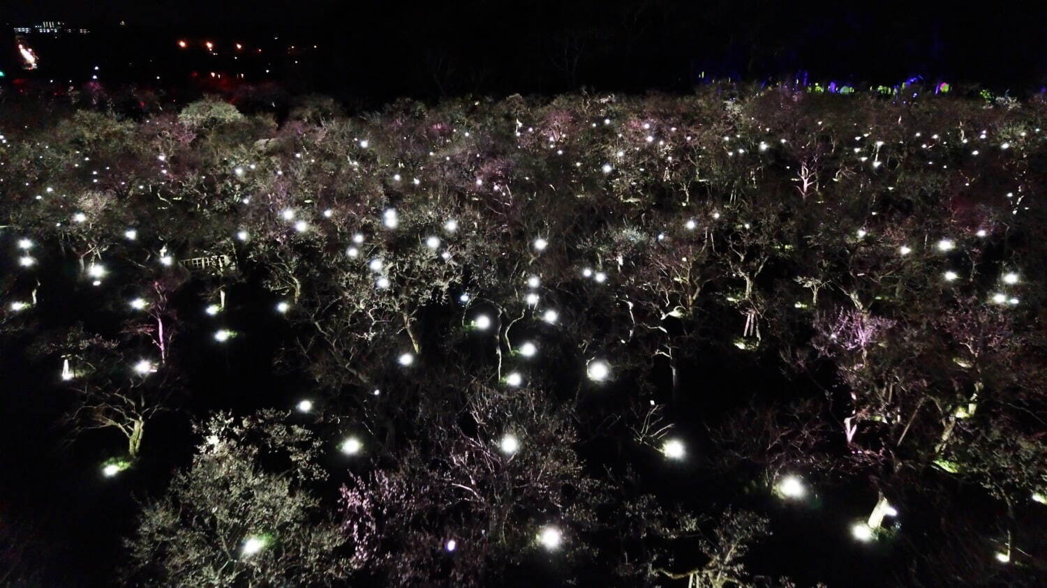 茨城・水戸「チームラボ 偕楽園 光の祭」日本三名園の梅1,500本が光り輝くデジタルアート空間｜写真3