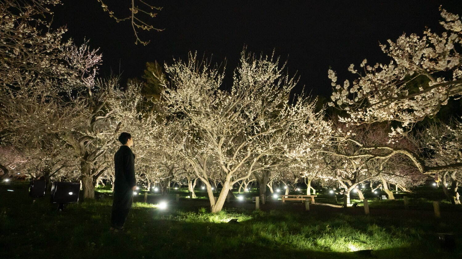 生命は連続する光 - 梅林 / Life is Continuous Light - Plum Trees
teamLab, 2021, Interactive Digitized Nature, Sound: teamLab