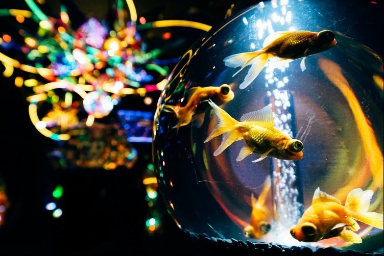 「宇宙×アクアリウム」テーマの水族館が横浜ワールドポーターズで、“宇宙を旅する”エンターテイメント｜写真1