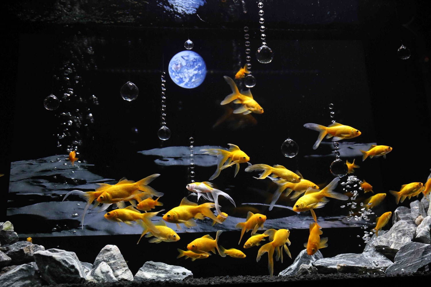 「宇宙×アクアリウム」テーマの水族館が横浜ワールドポーターズで、“宇宙を旅する”エンターテイメント｜写真5