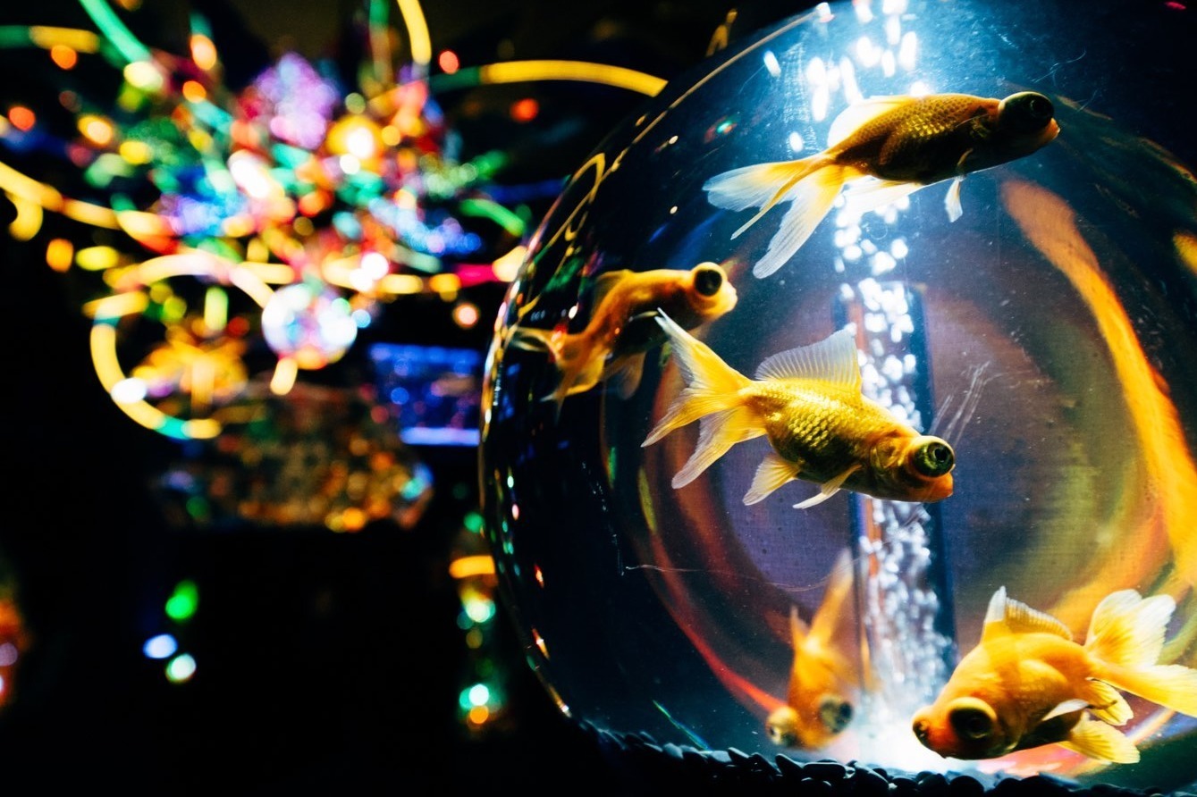 宇宙 アクアリウム テーマの水族館が横浜ワールドポーターズで 宇宙を旅する エンターテイメント ファッションプレス