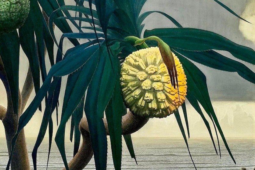 田中一村｜「田中一村展」千葉市美術館で - 収蔵全作品約130点を公開、奄美の花鳥・風土を描いた日本画など