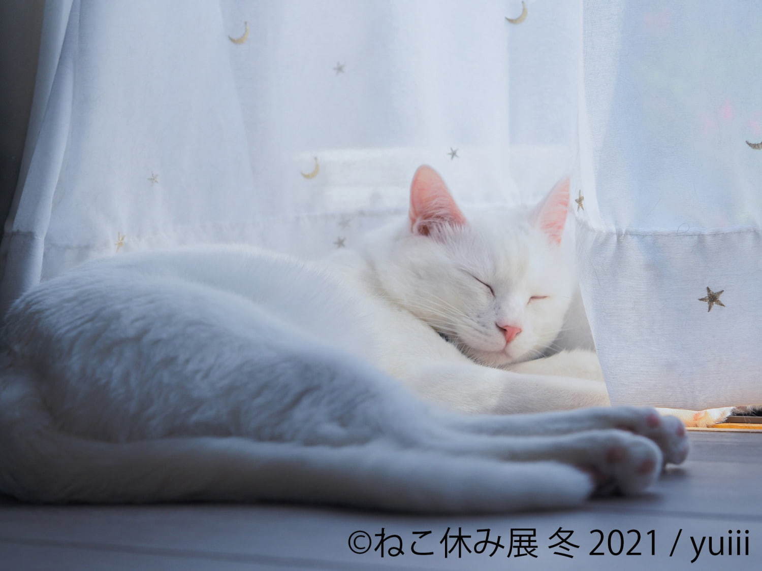 猫の合同写真＆物販展「ねこ休み展」が東京・浅草橋で、"スター猫"の未公開作品展示や限定グッズ｜写真10