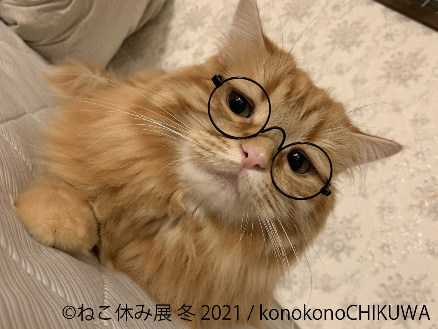 猫の合同写真＆物販展「ねこ休み展」が東京・浅草橋で、"スター猫"の未公開作品展示や限定グッズ｜写真3