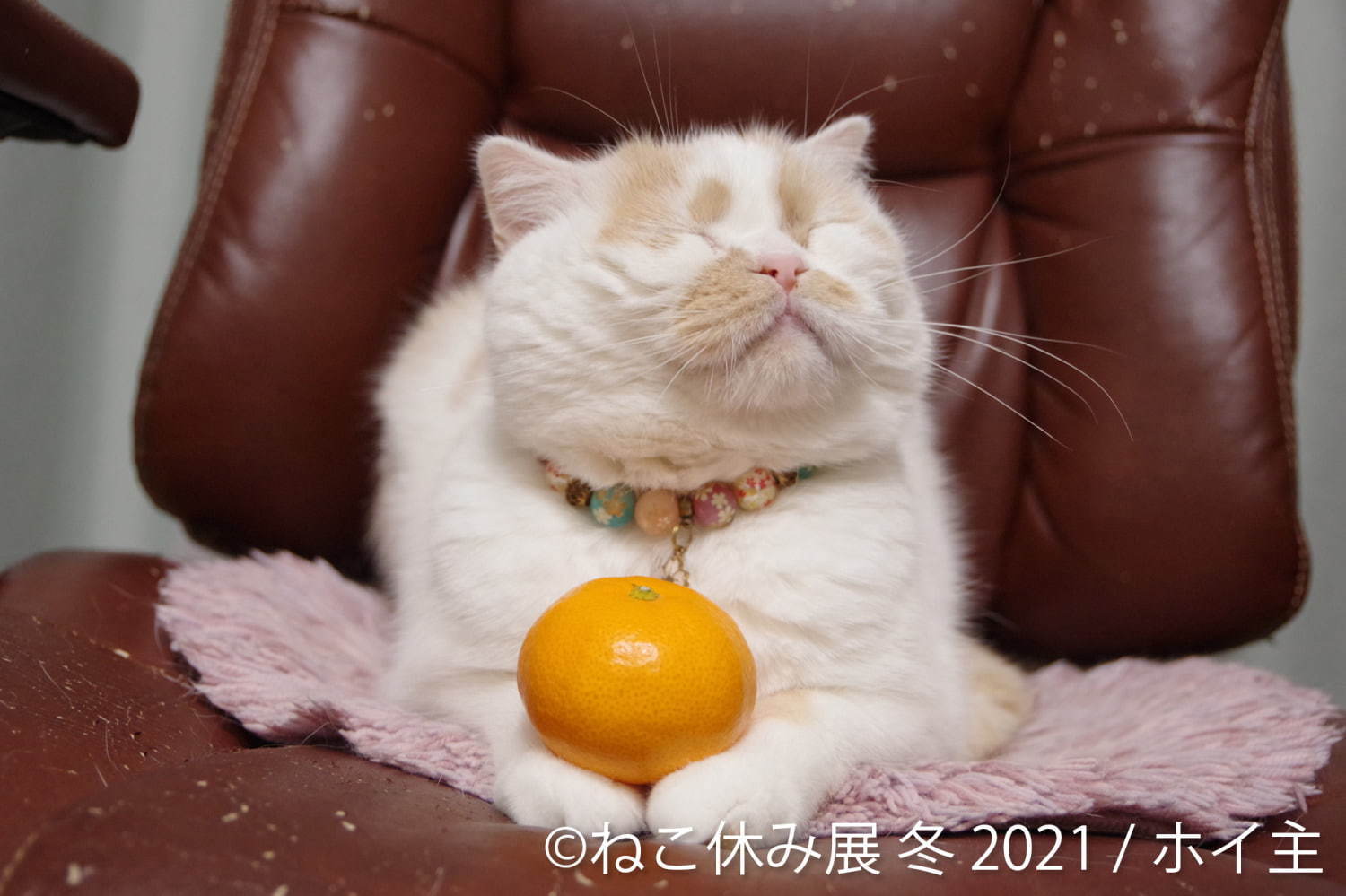 猫の合同写真＆物販展「ねこ休み展」が東京・浅草橋で、"スター猫"の未公開作品展示や限定グッズ｜写真11