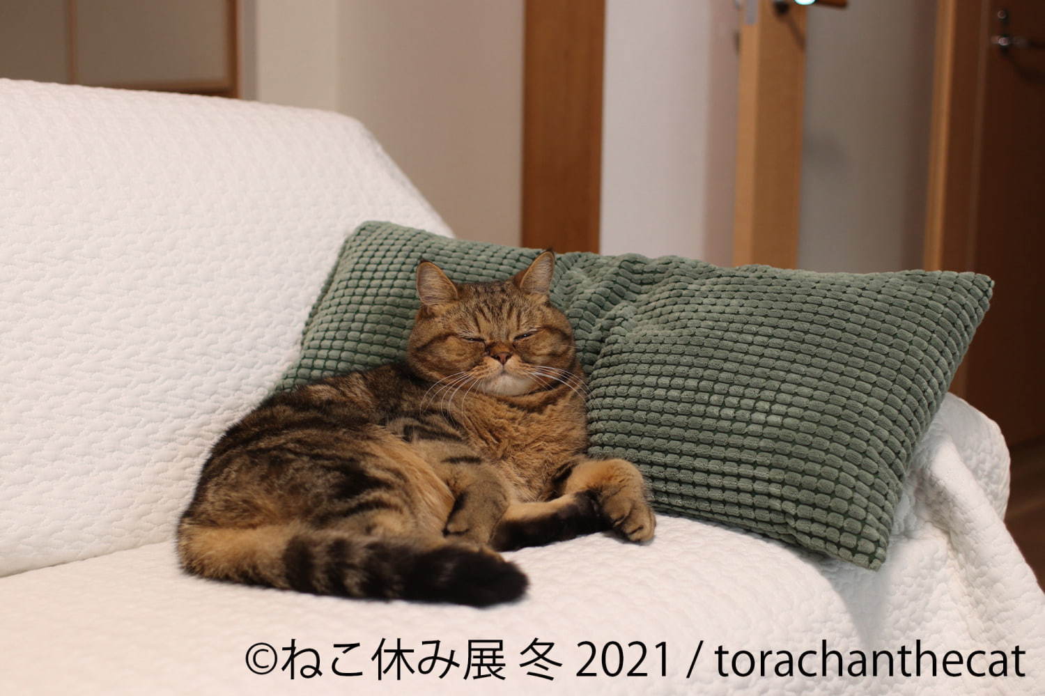 猫の合同写真＆物販展「ねこ休み展」が東京・浅草橋で、"スター猫"の未公開作品展示や限定グッズ｜写真9