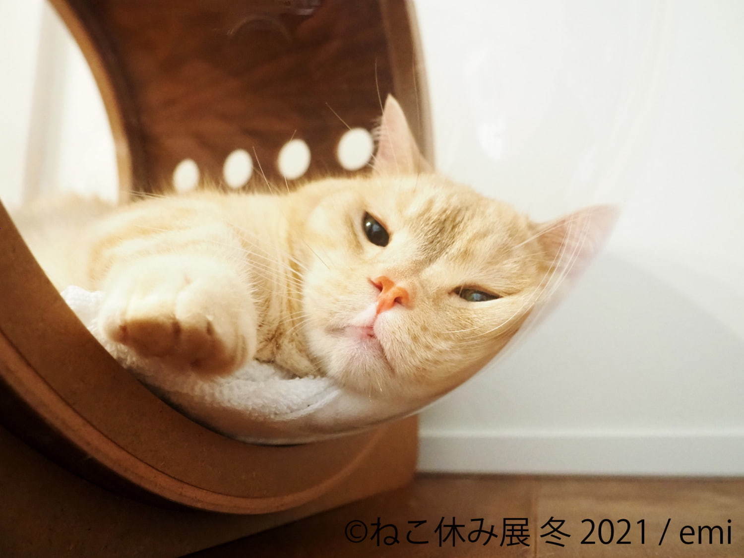 猫の合同写真＆物販展「ねこ休み展」が東京・浅草橋で、"スター猫"の未公開作品展示や限定グッズ｜写真1