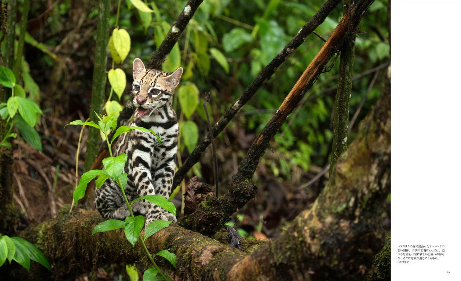 写真集『世界で一番美しい野生ネコ図鑑』ライオンやヒョウなど猛々しくも愛らしい“野生ネコ”を特集｜写真4