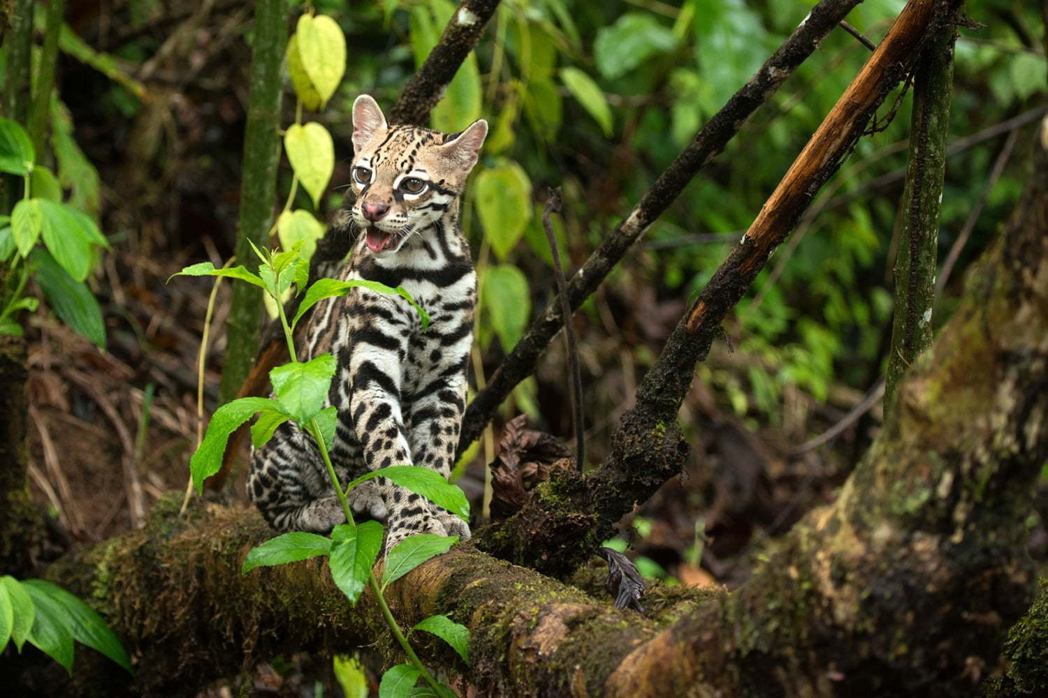 写真集｜写真集『世界で一番美しい野生ネコ図鑑』ライオンやヒョウなど猛々しくも愛らしい“野生ネコ”を特集