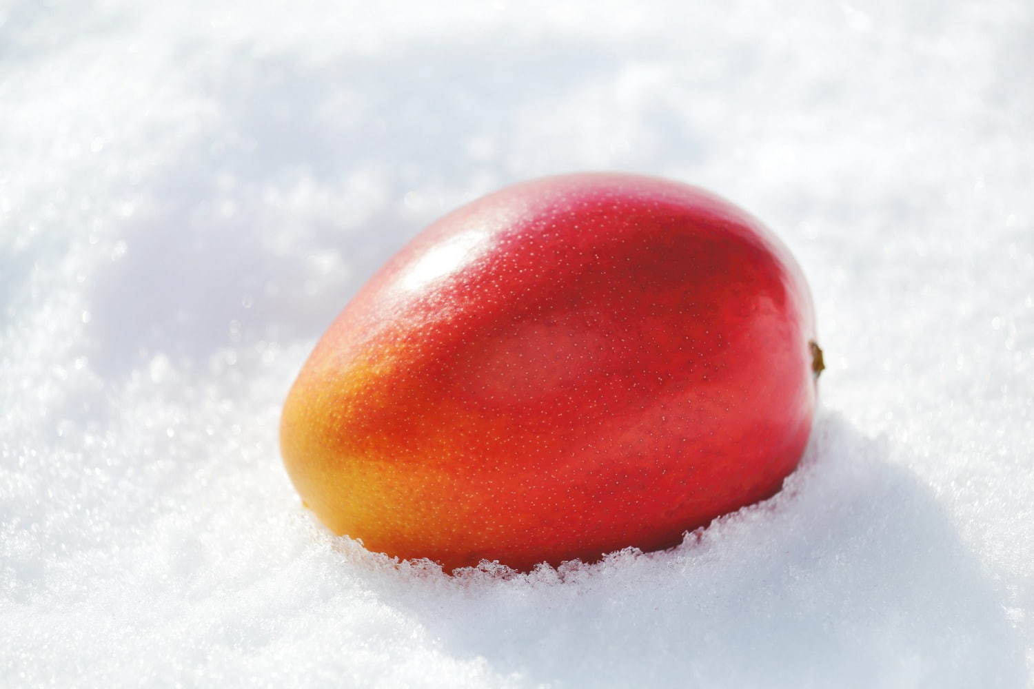 キル フェ ボン“幻のマンゴー”の限定タルト、日本で唯一冬に出荷される「白銀の太陽」を使用｜写真6