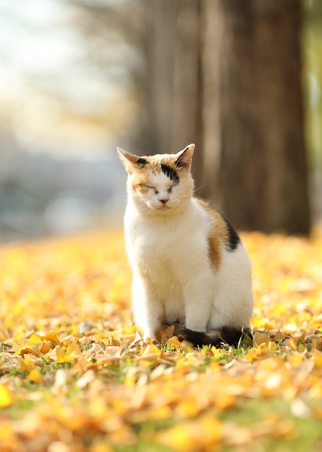 “もふもふの祭典”「もふあつめ展」大阪・天王寺で、猫をはじめ動物の写真や雑貨など800点以上｜写真17