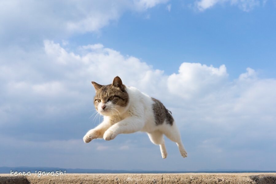 もふもふの祭典 もふあつめ展 大阪 天王寺で 猫をはじめ動物の写真や雑貨など800点以上 ファッションプレス