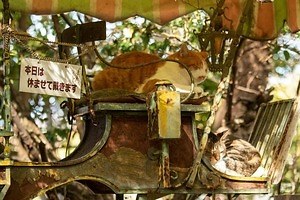 “もふもふの祭典”「もふあつめ展」大阪・天王寺で、猫をはじめ動物の写真や雑貨など800点以上｜写真12