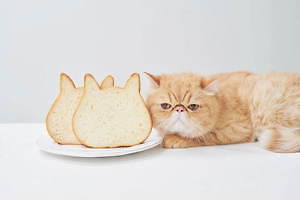 ねこ型ベーカリー スイーツ専門店 東京ねこねこ 東京駅に 店舗限定 ねこ型ジャムパン も ファッションプレス ねこ型ベーカリー スイーツ専門店 東京ねこねこ 東京駅に 店舗限定 ねこ型ジャムパン も ファッションプレス