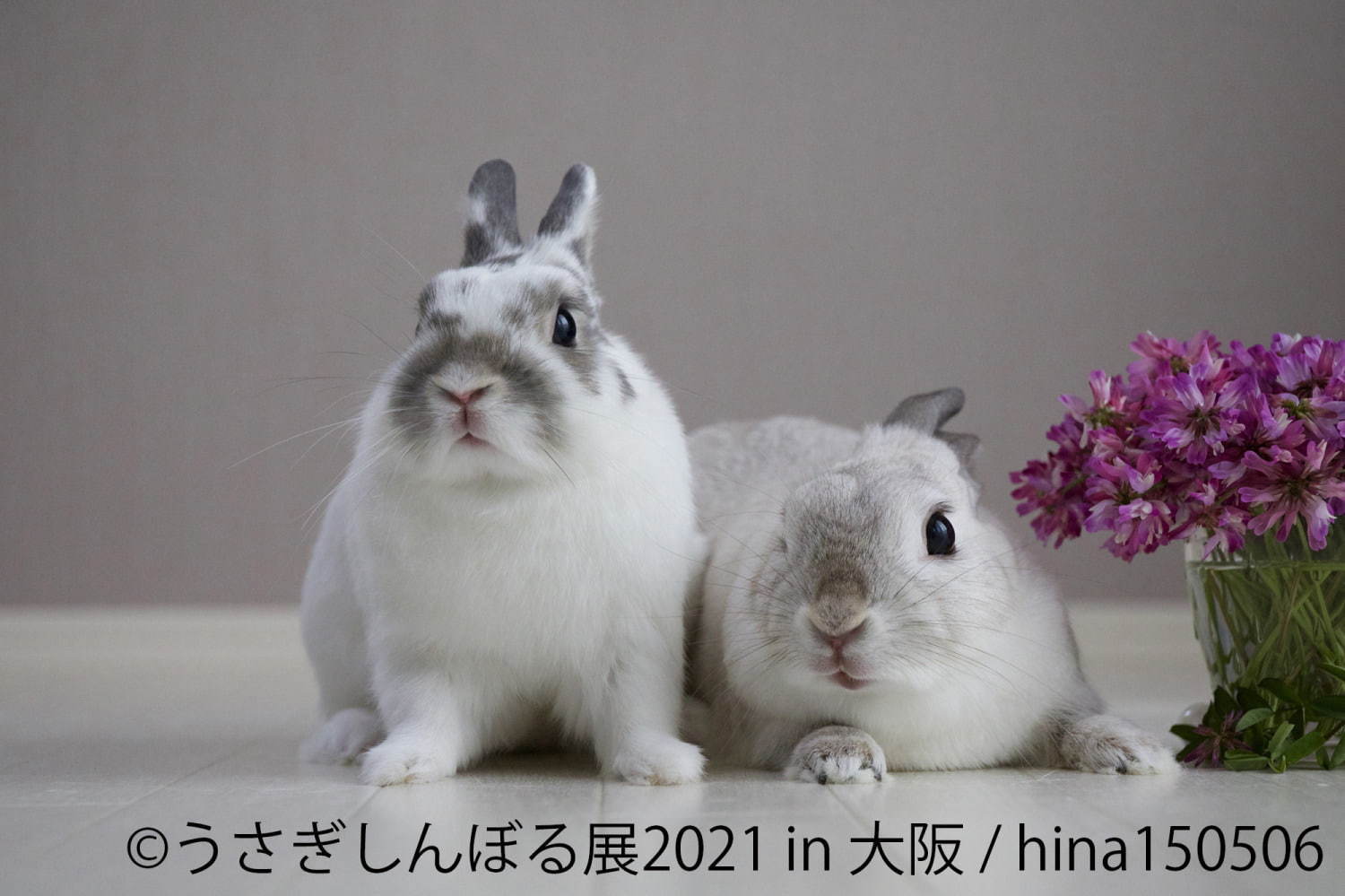 「うさぎしんぼる展」"過去最大規模"のうさぎ合同写真＆物販展がルクア大阪で、限定グッズも｜写真14