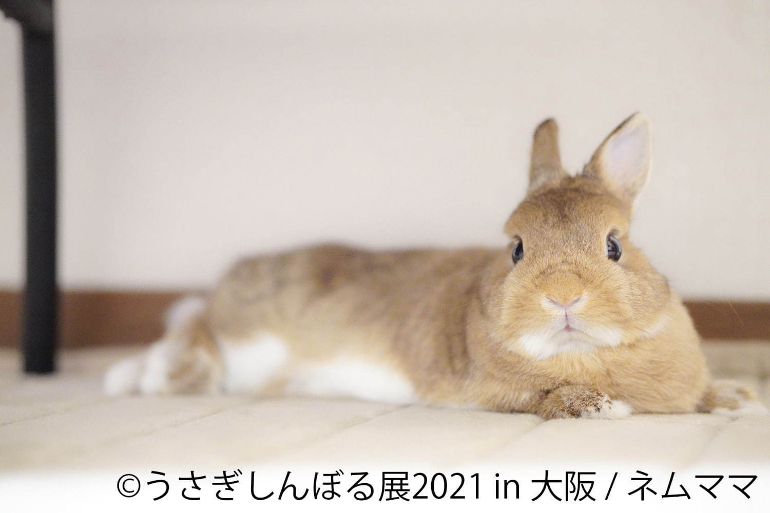 「うさぎしんぼる展」"過去最大規模"のうさぎ合同写真＆物販展がルクア大阪で、限定グッズも｜写真8