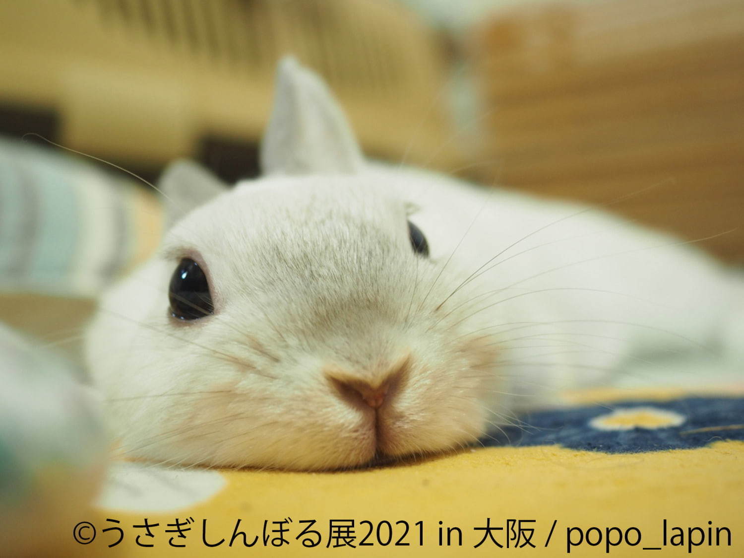 「うさぎしんぼる展」"過去最大規模"のうさぎ合同写真＆物販展がルクア大阪で、限定グッズも｜写真18