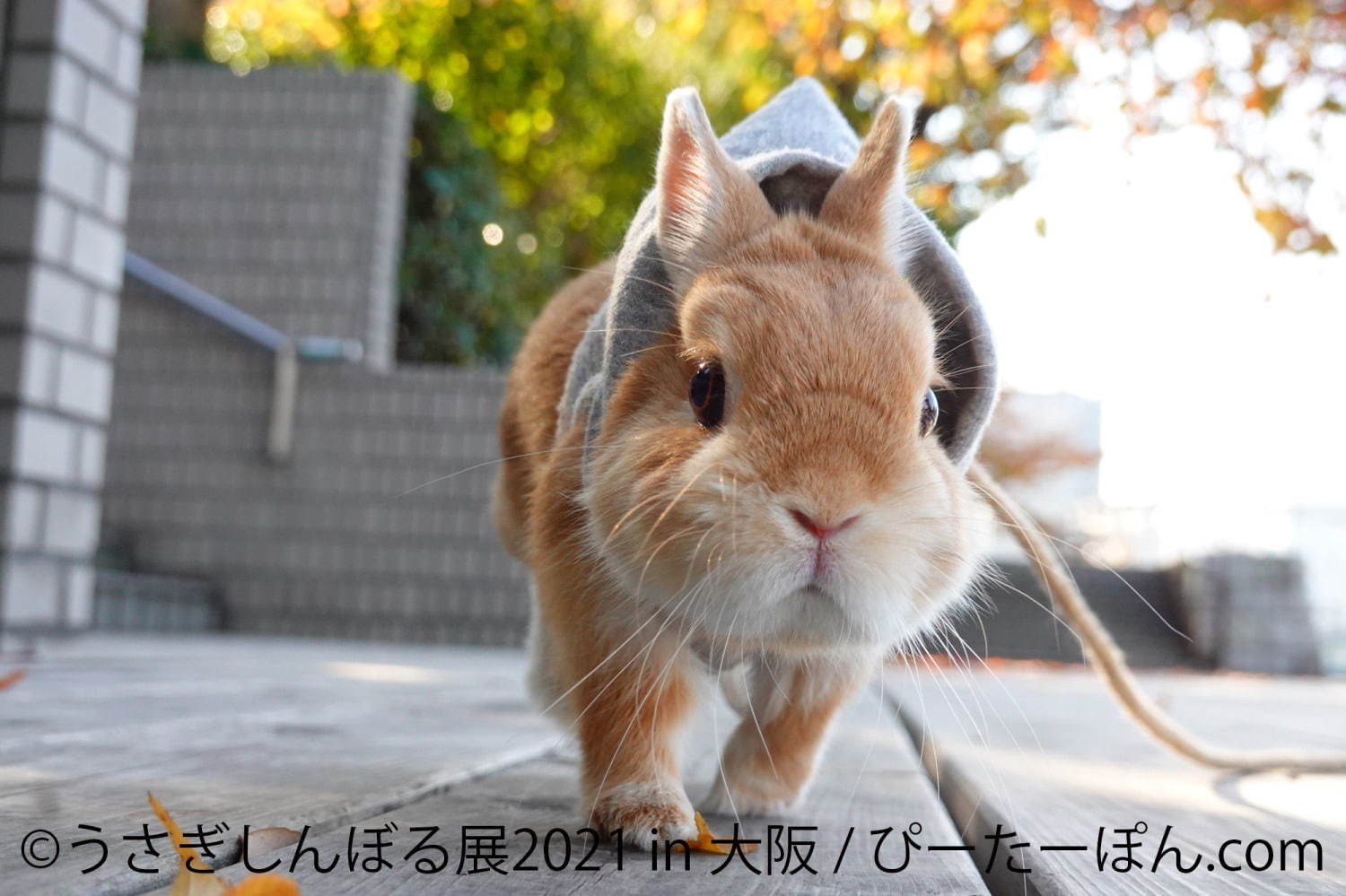 「うさぎしんぼる展」"過去最大規模"のうさぎ合同写真＆物販展がルクア大阪で、限定グッズも｜写真9