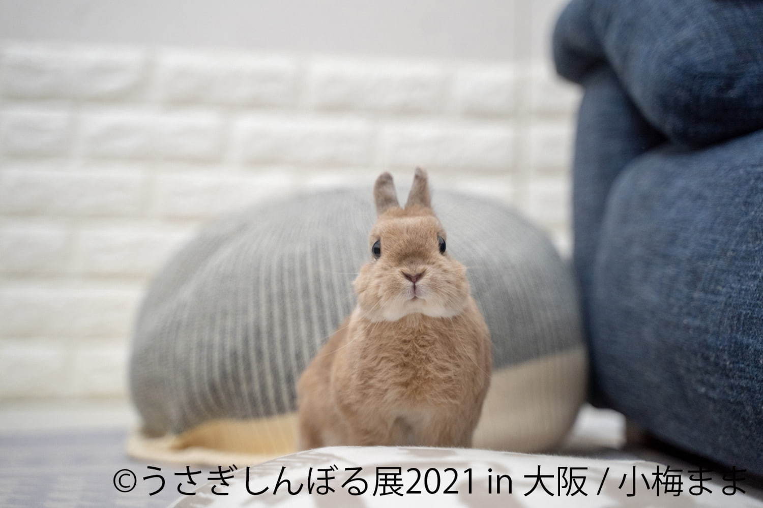 「うさぎしんぼる展」"過去最大規模"のうさぎ合同写真＆物販展がルクア大阪で、限定グッズも｜写真11