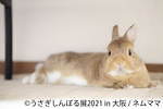 「うさぎしんぼる展」"過去最大規模"のうさぎ合同写真＆物販展がルクア大阪で、限定グッズも｜写真8