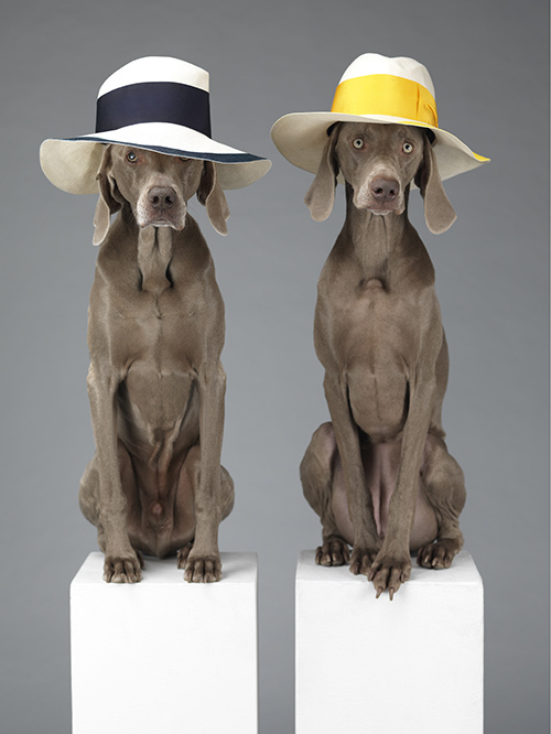 アクネとウィリアム・ウェグマンがコラボで写真作品発売 - 犬がアクネのハットを着用？ コピー