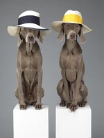 アクネとウィリアム・ウェグマンがコラボで写真作品発売 - 犬が