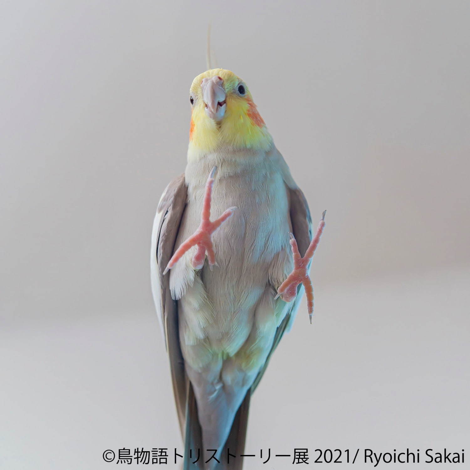 「⿃物語トリストーリー展」東京＆名古屋で“幻の鳥”やインコの美しい写真、人気クリエイターのグッズも｜写真6