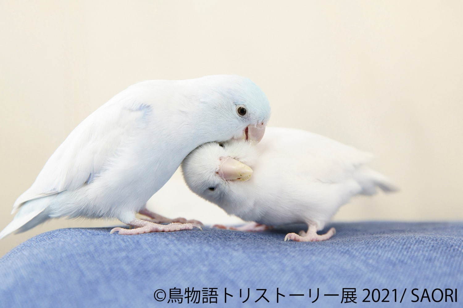 物語トリストーリー展 東京 名古屋で 幻の鳥 やインコの美しい写真 人気クリエイターのグッズも ファッションプレス